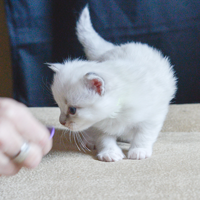 ragdoll kitten